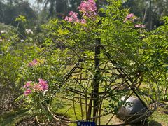 -中国科学院西双版纳热带植物园