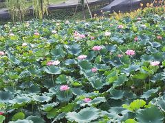 -沐仙湖湿地公园