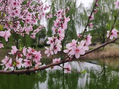 -九里河湿地公园