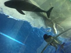 -北戴河圣蓝海洋公园