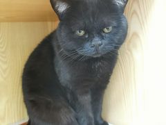 -中农大我爱我爱动物医院·核磁CT·猫病·24小时夜诊中心(石佛营店)