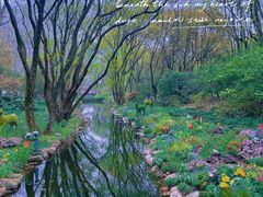 -上海共青森林公园