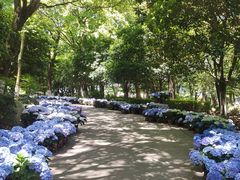 -上海鲜花港