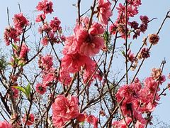 -南国桃园旅游度假区