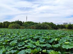 -无锡蠡湖国家湿地公园-蠡园