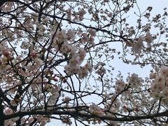 -武汉大学-樱园
