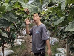 -马陆小张葡萄园农家乐