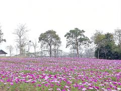 -天适樱花悠乐园