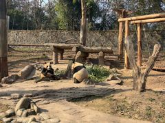 -都江堰中华大熊猫苑