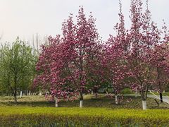 -丰台花园