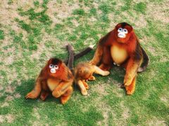 -西霞口神雕山野生动物世界