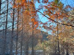 -白水寺森林公园