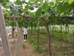 -马陆小张葡萄园农家乐