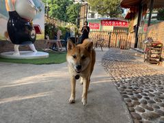 -柴犬高等学院·狗咖·柴犬售卖·宠物训练