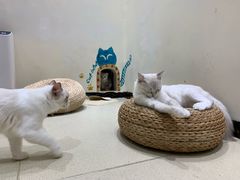 -藏猫猫咖啡主题馆(中央大道店)