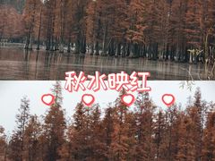 -白鹭湾湿地公园