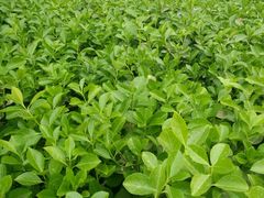 -首都师范大学(良乡校区)