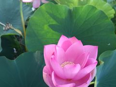 -莲花池公园
