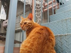 -喵屿·大理花园猫咖