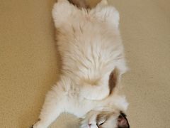 -藏猫猫咖啡主题馆(中央大道店)