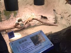 -上海大自然野生昆虫馆(东方明珠·爬宠昆虫探索中心)