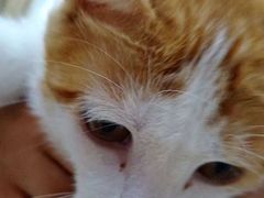 -佳怡动物医院·平价24小时·猫专科骨外科