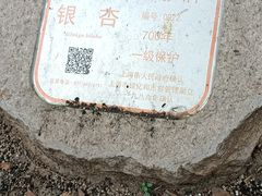 -上海佘山国家森林公园天马山园