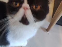 -平行世界·猫咖(首经贸店)
