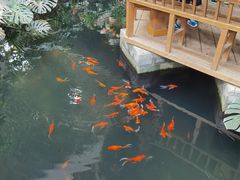 -南宫五洲植物乐园