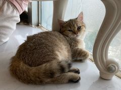 -共舞时光猫咖·狗咖(新街口店)