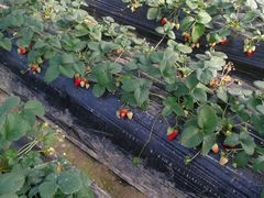 -胜丰草莓采摘园