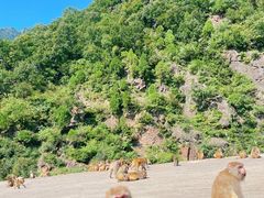 -历山猕猴源景区