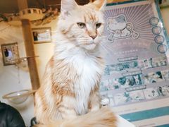 -猫小院猫主题餐厅(南锣旗舰店)