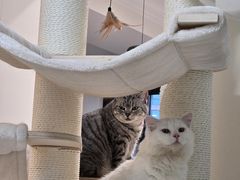 -美联众合动物医院·24h转诊中心