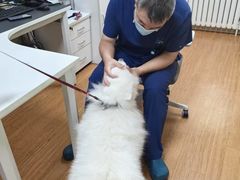 -北京观赏动物医院·24小时大型综合·猫专科·异宠专科