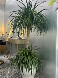 -Tloml salon