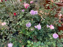 -双季花艺园艺市场(浦东店)