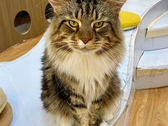 -COLOR PETS 撸猫馆·购猫·猫咖(长风大悦城店)