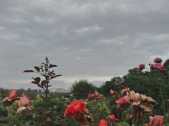 -张坝桂圆林公园