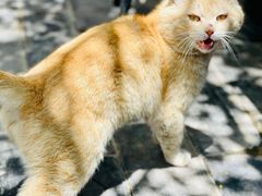 -炊烟餐厅