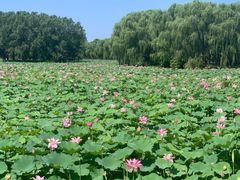 -东郊湿地公园