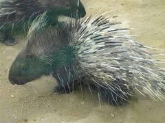 -青藏高原野生动物园