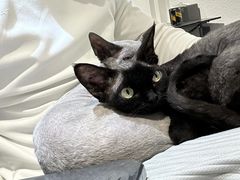 -琪喵猫屋·撸猫猫咖·猫舍