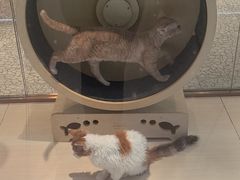 -momokira米努特·德文卷毛猫·棉花面纱犬