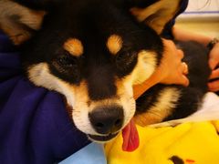 -萌兽医馆·犬猫专科·眼科中心·宠物医院(朝阳门分院)