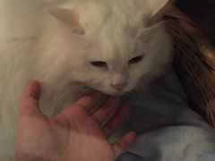-Anne猫窝咖啡屋