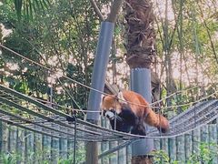 -深圳野生动物园