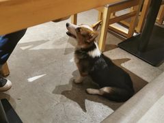 -本格丼·炭火烤肉饭(大悦路成都大悦城店)
