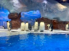 -海合安成都极地海洋公园