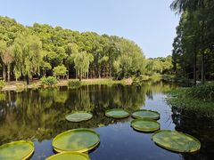 -上海滨江森林公园